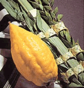 lulav and etrog blueprint